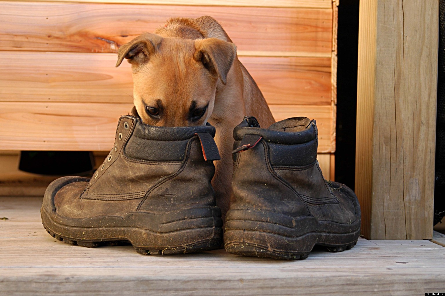 o-DEODORIZE-SHOES-facebook.jpg