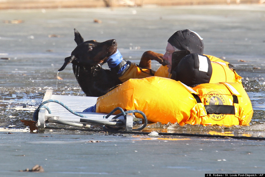Dog Ice Rescue