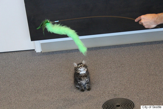 o-KITTY-HALL-570.jpg