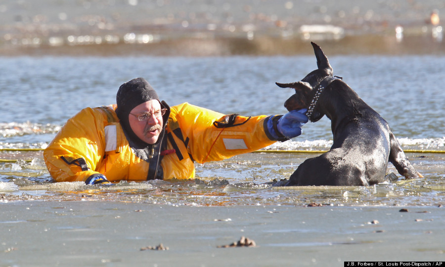 APTOPIX Dog Ice Rescue