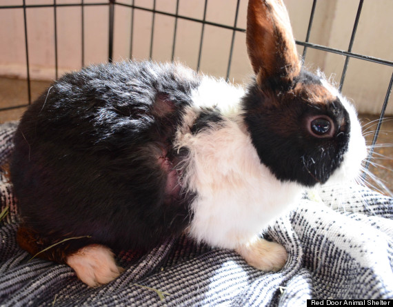 o-PING-RABBIT-570.jpg