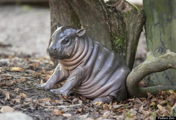 o-PYGMY-HIPPO-570.jpg