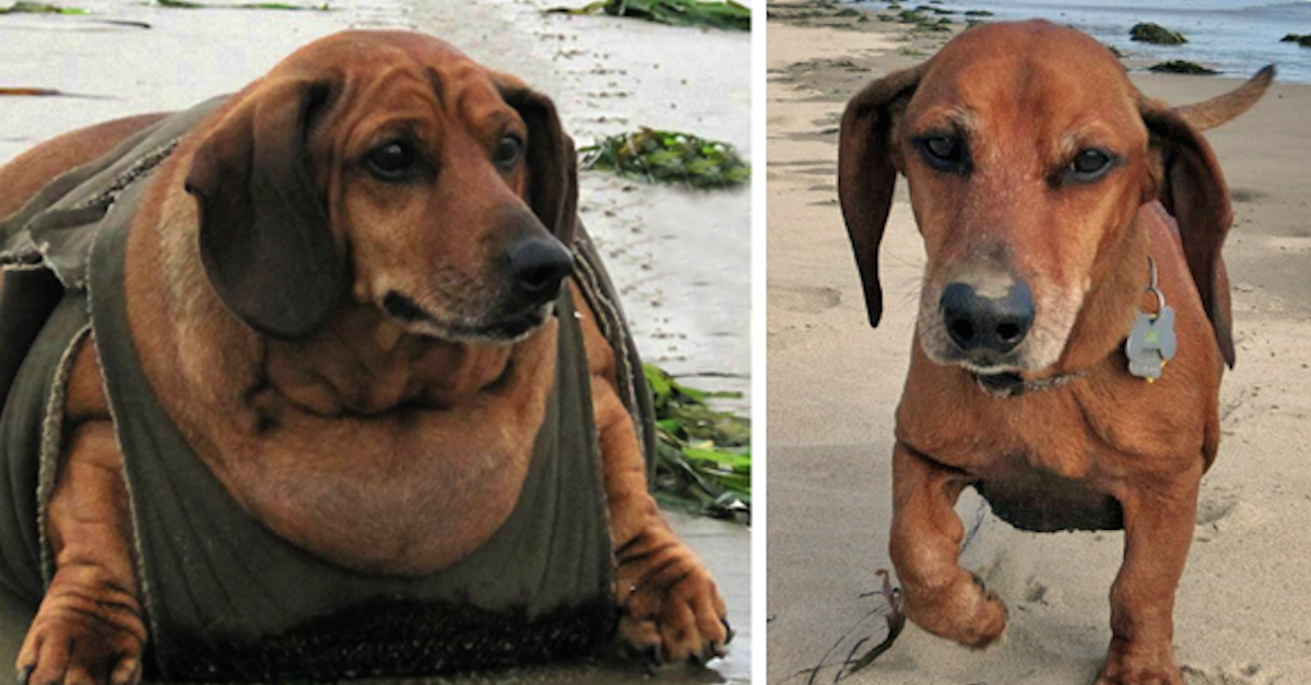 obie-dachshund-weight-loss-before-and-after