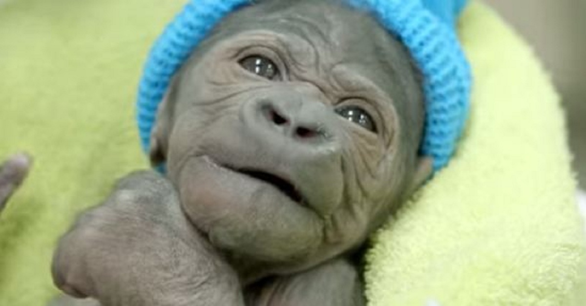 oh-my-this-baby-gorilla-was-just-born