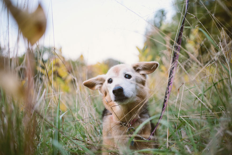 old-dog-chubby-memorial-photoshoot-maria-sharp-suzanne-price-5.jpg