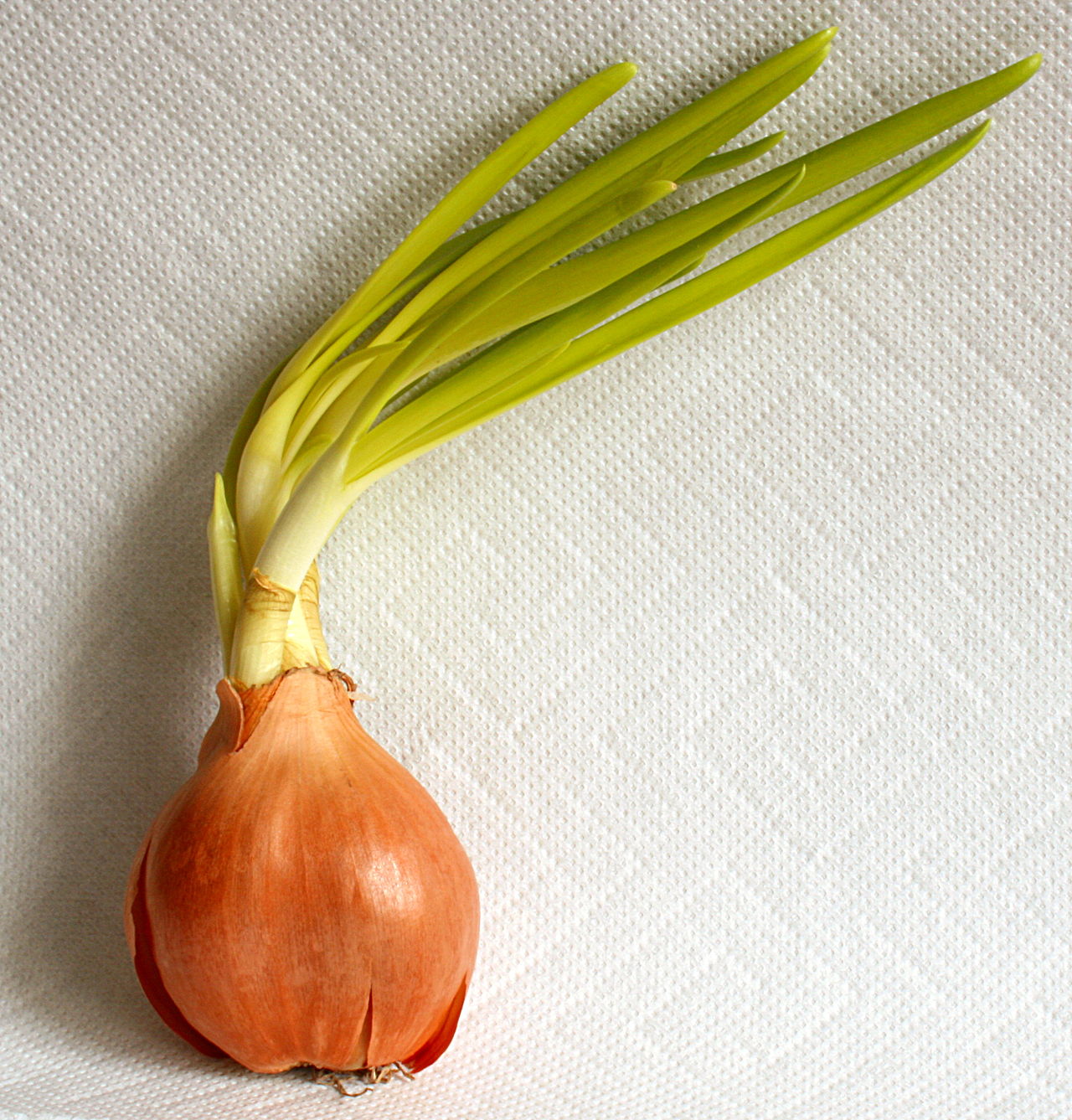 onion-2.jpg
