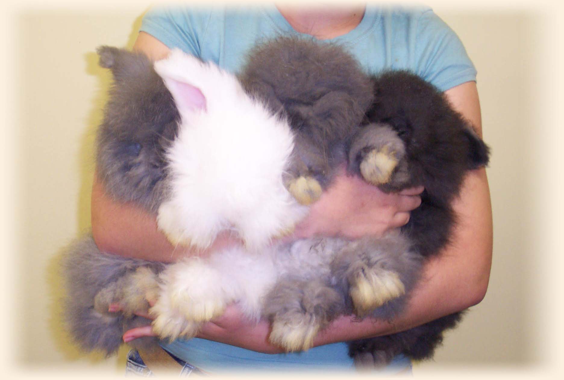 oodlesofbunnies.jpg