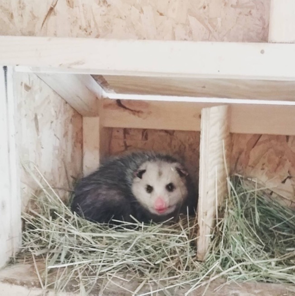 opossum.jpg