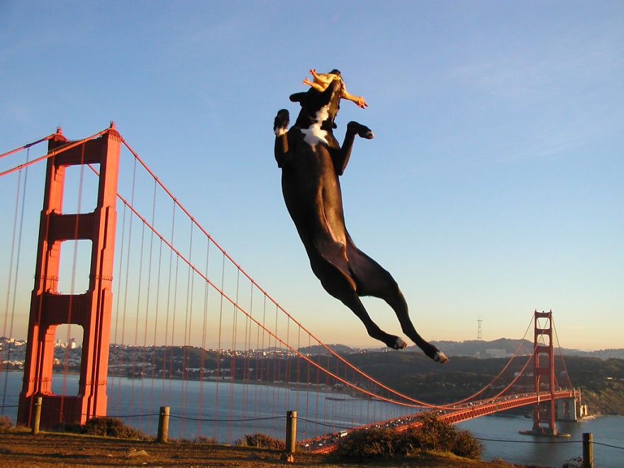 optical-illusion-giant-dog-151__880.jpg optical-illusion-giant-dog-151__880.jpg