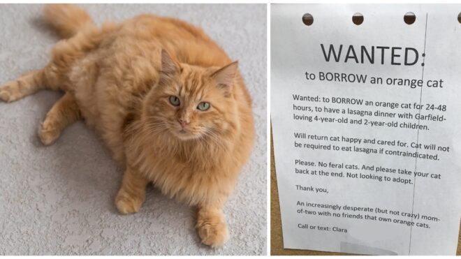 orange-cat-borrow