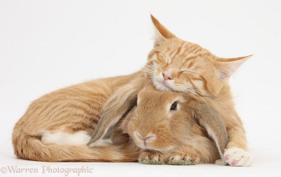 orange-kitty-bunny.jpg