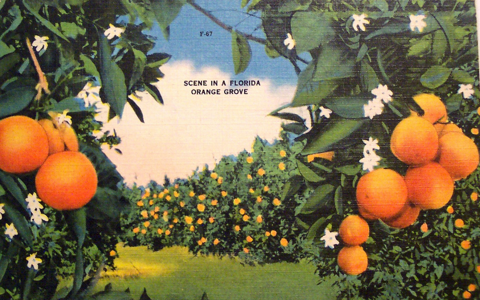 orange-postcard.jpg orange-postcard.jpg