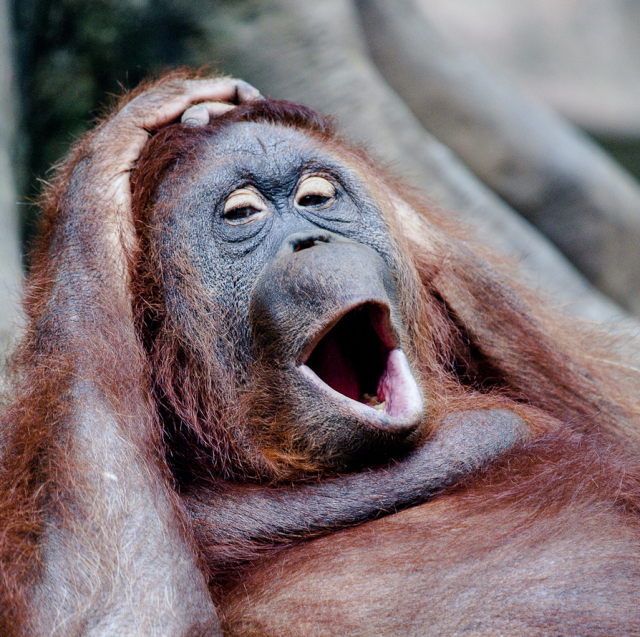 orangutan.png