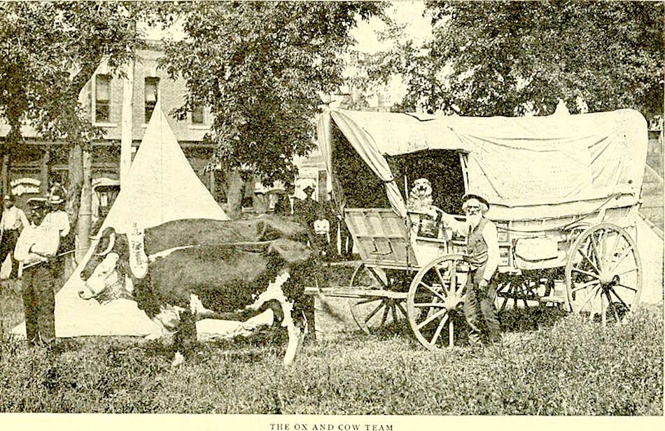 oregon-trail-oxen.jpg