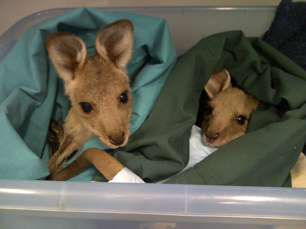 orphan-kangaroos.jpg