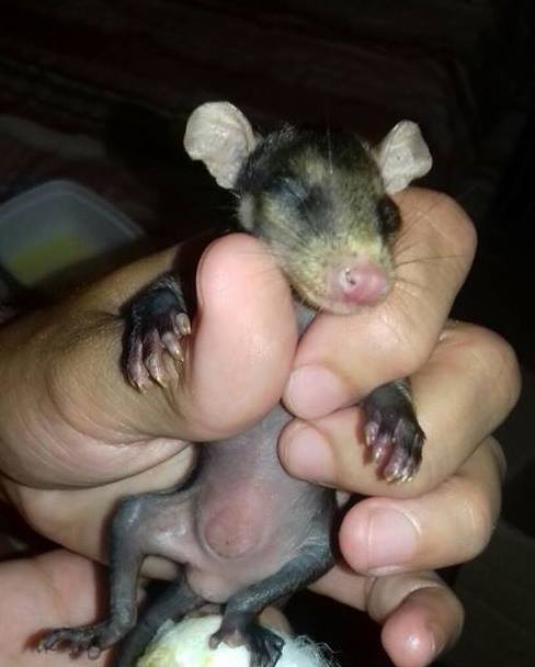 orphan-opossums-2.jpg