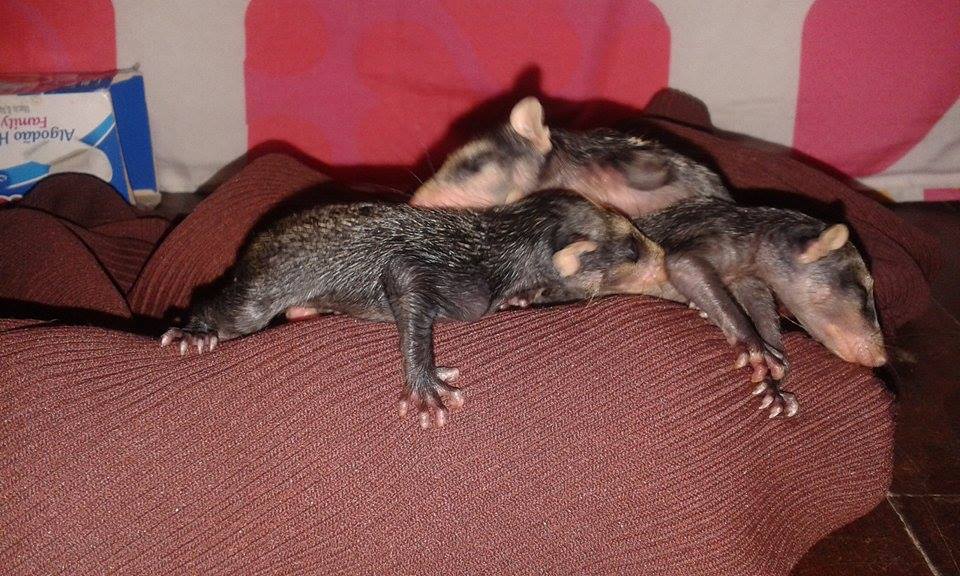 orphan-opossums-3.jpg orphan-opossums-3.jpg