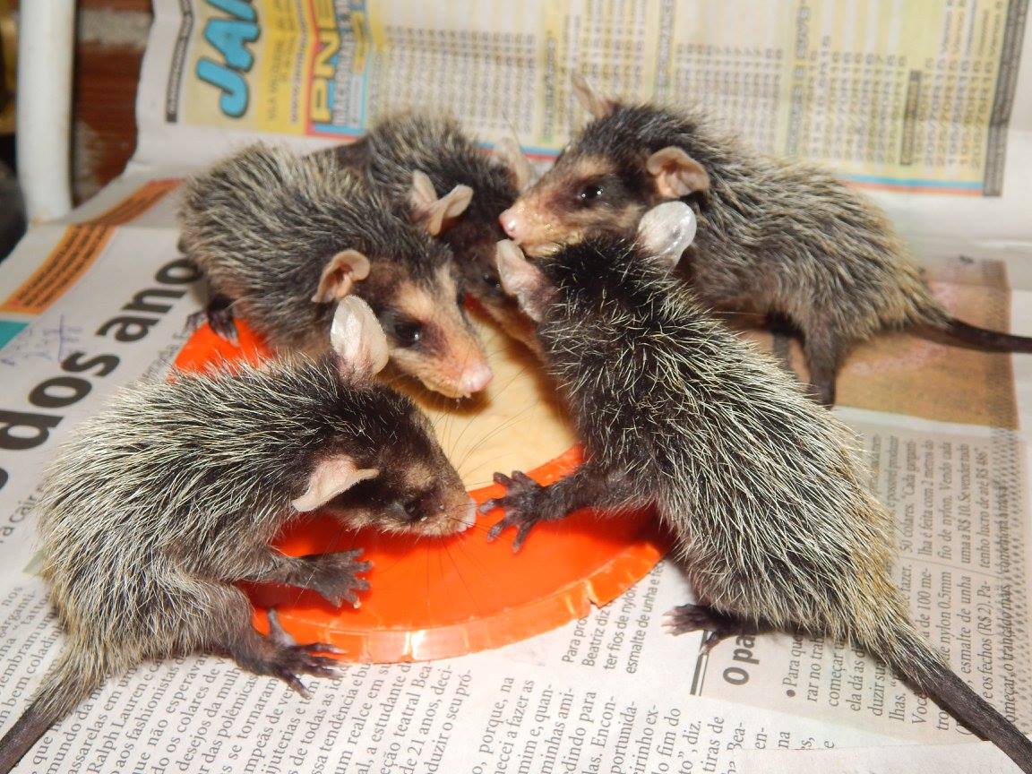 orphan-opossums-7.jpg