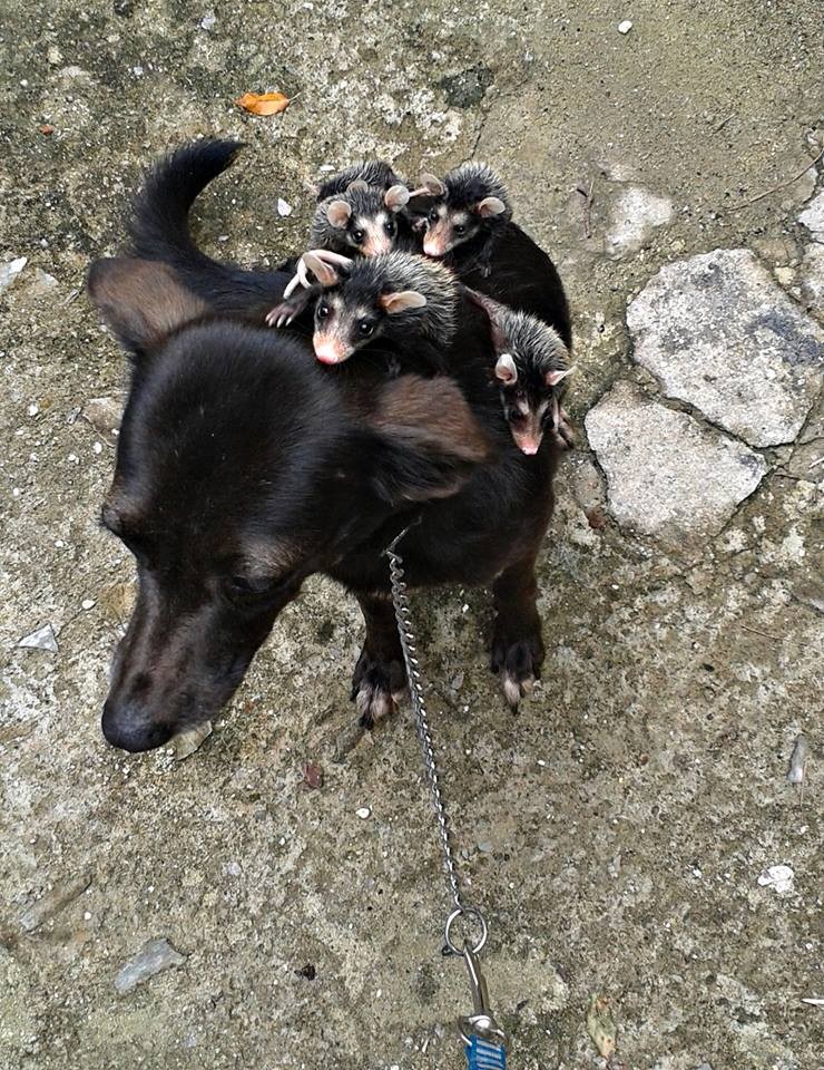 orphan-opossums-9.jpeg