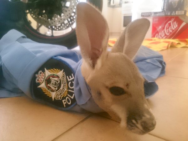 orphankangaroo_3.jpg