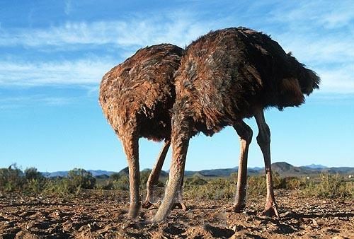 ostrich-1.jpg ostrich-1.jpg