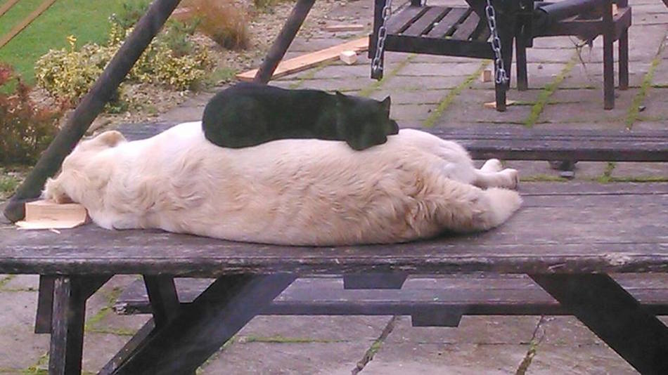 other-black-cat-on-golden.jpg