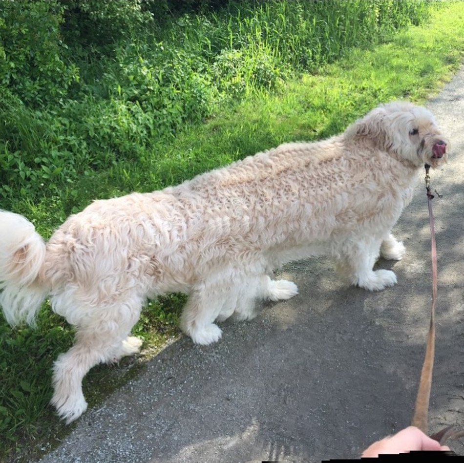 other-dog.jpg