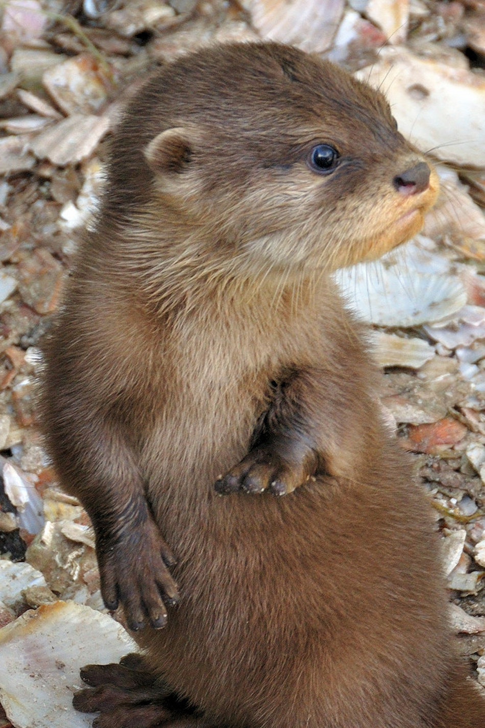 otter-1.jpg