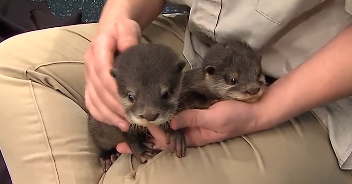 otter pups