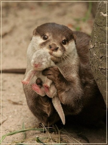 ottermom.jpg