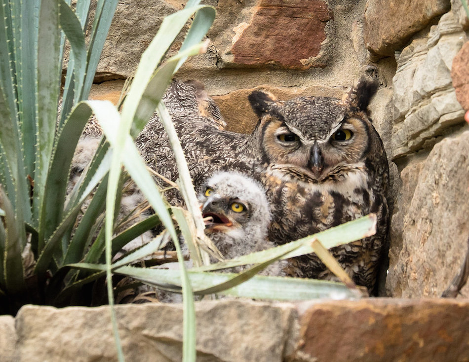 owl-family.jpg