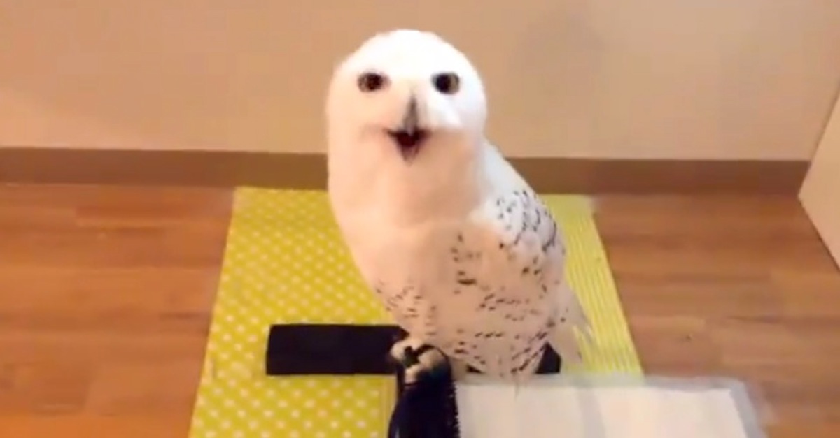 owl hilarious funny face 11-10-14