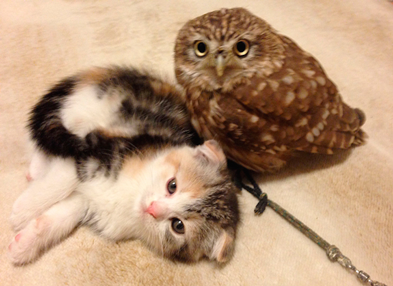 owl-kitten.jpg