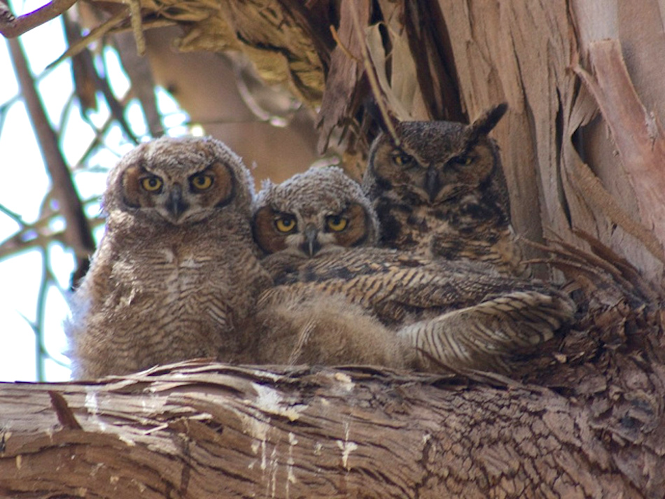 family portrait horned owls