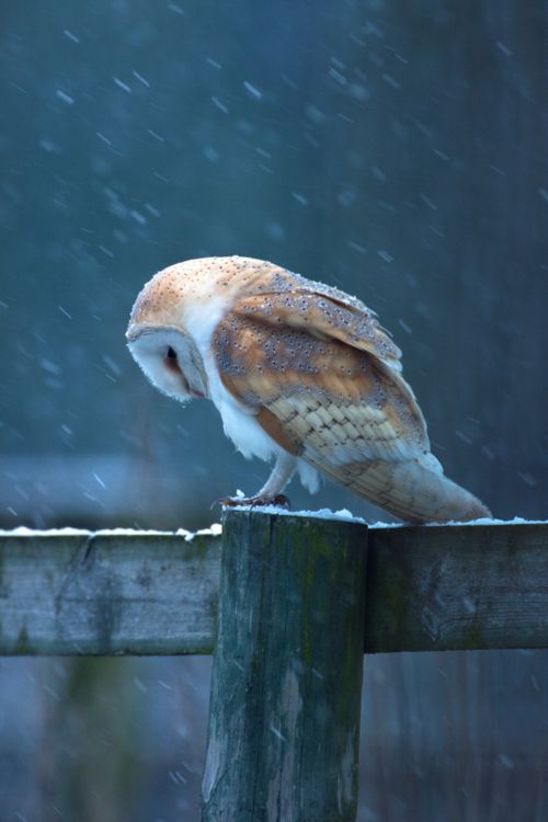 owl6-1.jpg