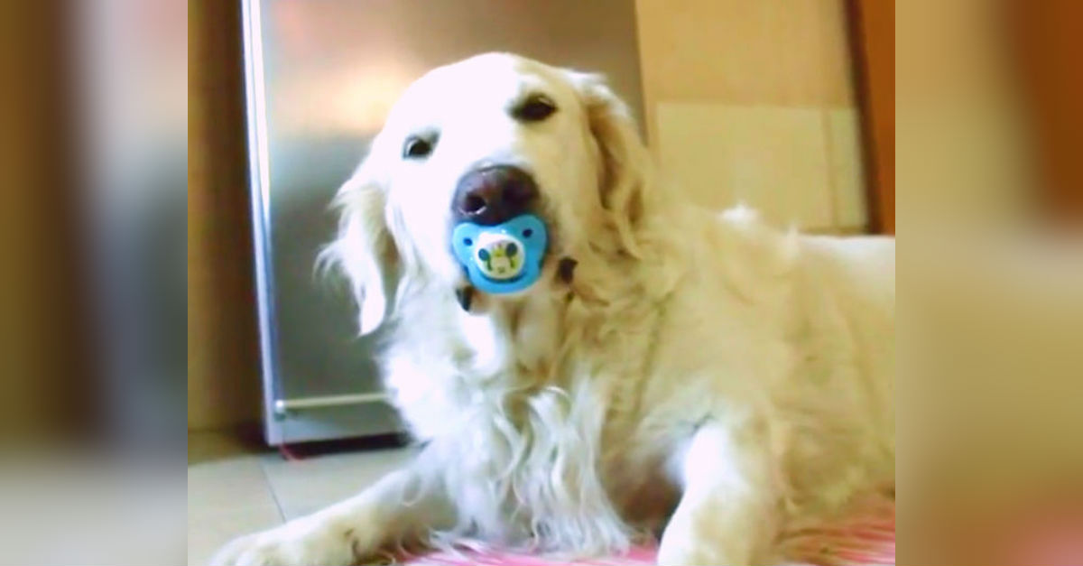 pacifier-dog