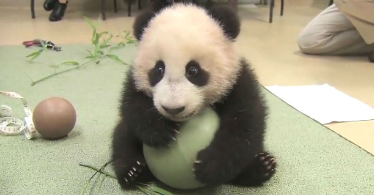 panda ball 2