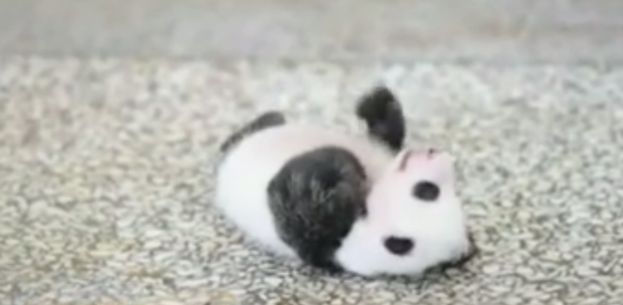 panda