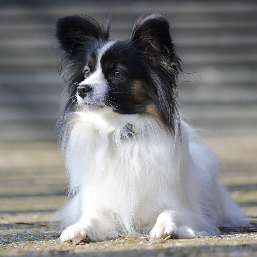 papillon-smartest-dog-breed.jpg