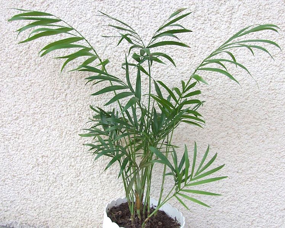parlor-palm.jpg