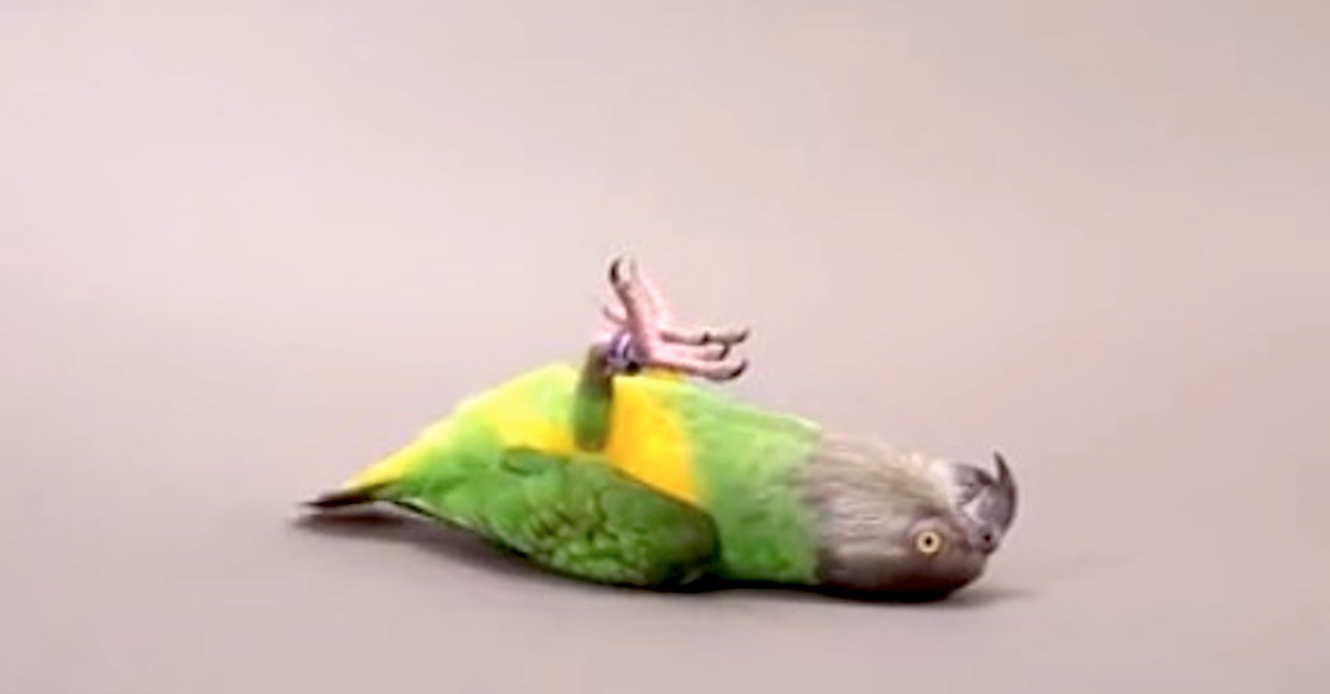 parrot dancing taylor swift shake it off funny