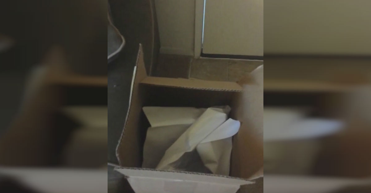 parrot loves boxes evil laugh