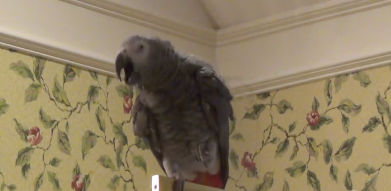 parrot2