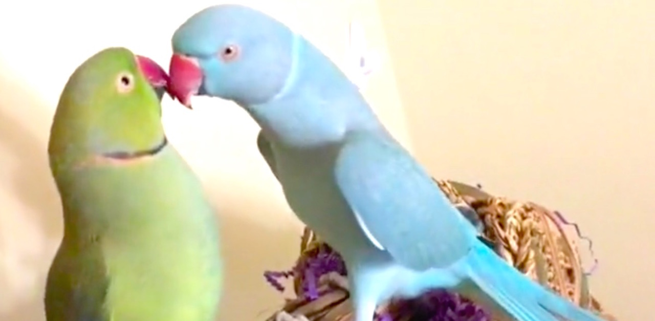 parrotkissesHP