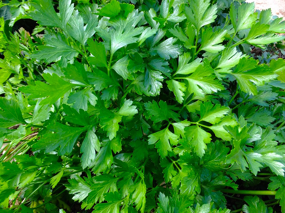 parsley.jpg