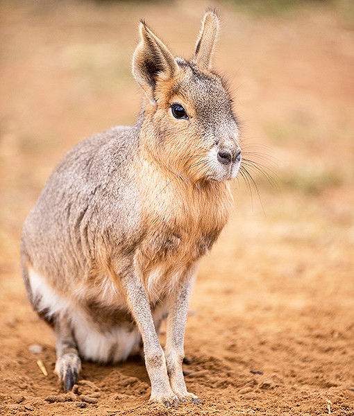 patagonian-mara-cute-whatchamacalits-510x600-1.jpg