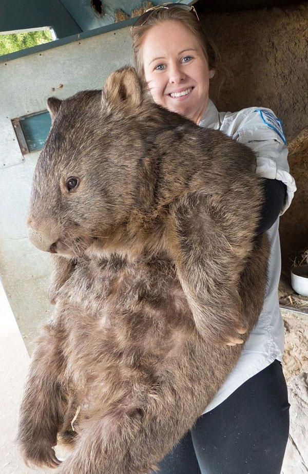 patrick-the-oldest-and-largest-living-wombat-1.jpg