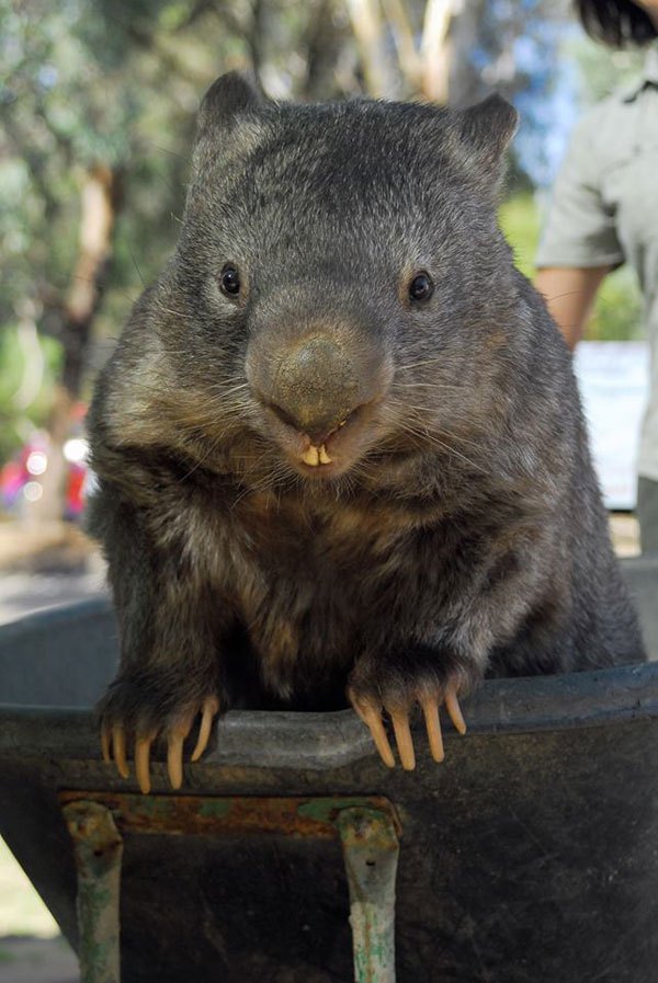 patrick-the-oldest-and-largest-living-wombat-2.jpg