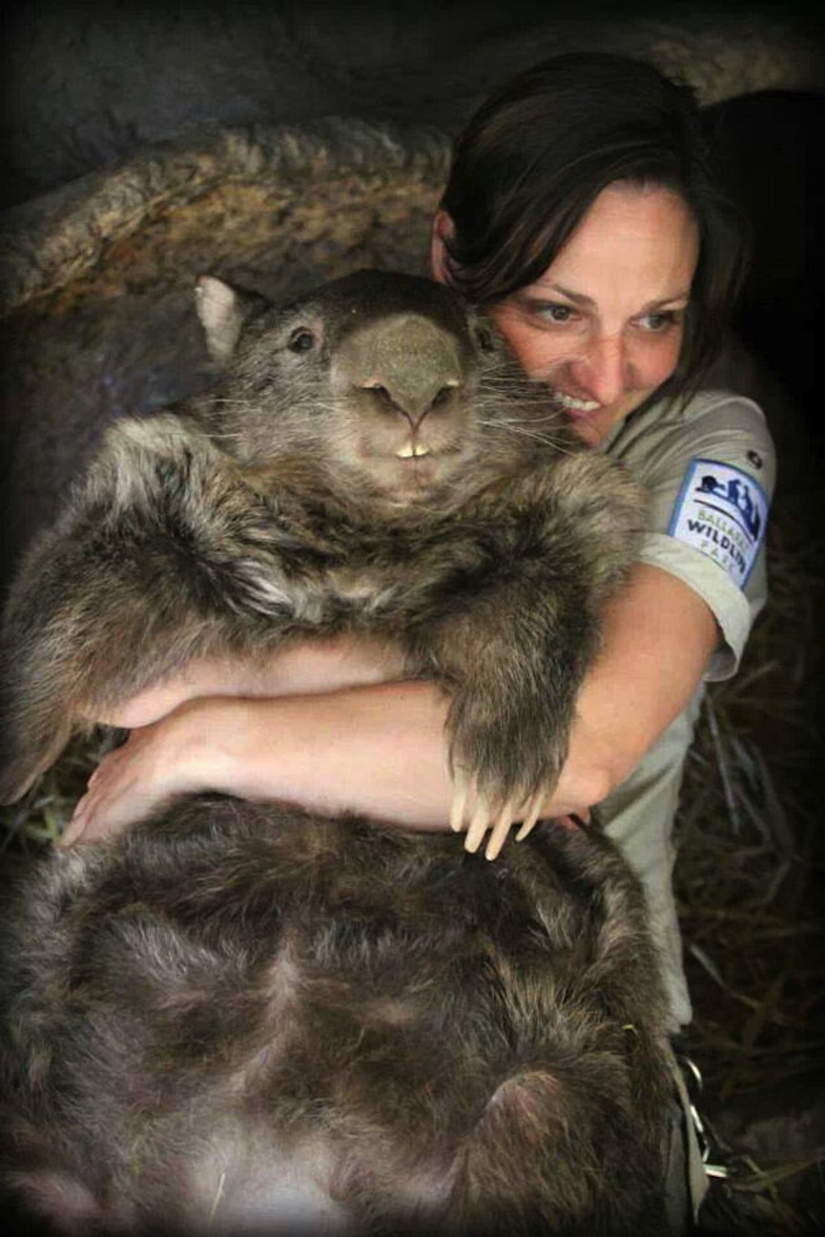 patrick-the-oldest-and-largest-living-wombat-5.jpg