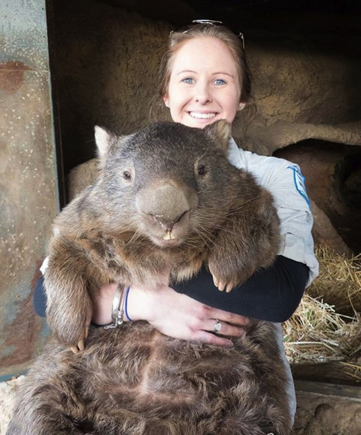 patrick-the-oldest-and-largest-living-wombat-7.jpg